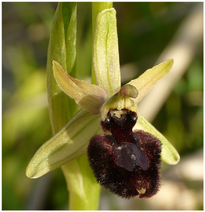 Ibrido Ophrys bertoloniiformis x O. incubacea